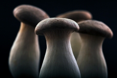 Mushrooms