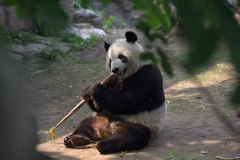 Obligatory Panda