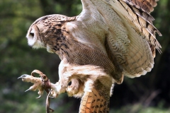 In flight