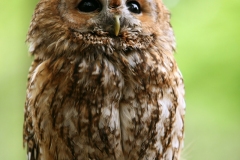 Tawny