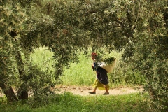 Harvest