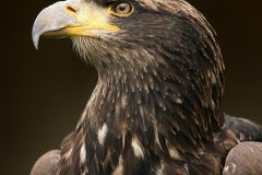 Eagle eyed