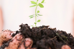 Growth