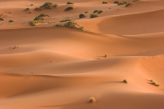 Saharan uber